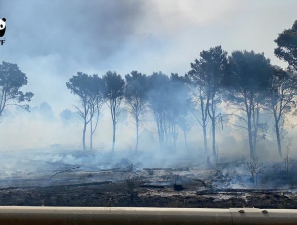 WWF  azioni concrete per contrastare gli incendi