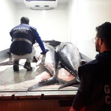 Pesca illegale di tonno rosso: sequestrati 15 esemplari per oltre 18 quintali. Devoluto in beneficienza