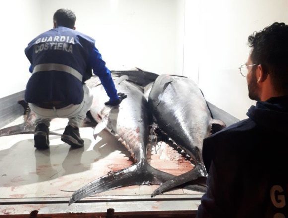 Pesca illegale di tonno rosso: sequestrati 15 esemplari per oltre 18 quintali. Devoluto in beneficienza