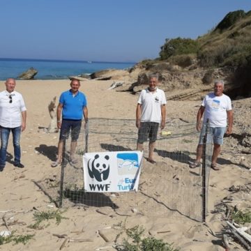 Primo nido di tartaruga marina mai trovato nella storia a Ribera (AG)