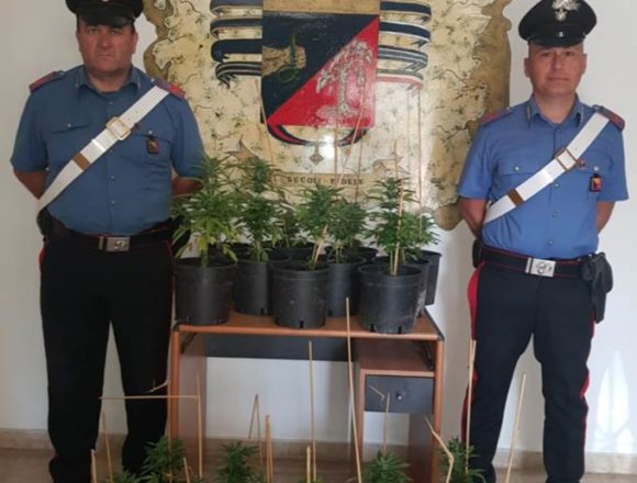 Marsala, coltivazione non autorizzata di marijuana. Arrestato un pregiudicato