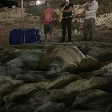 Un esemplare di tartaruga marina Caretta Caretta ha nidificato sulla spiaggia di Lampedusa