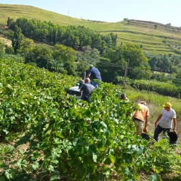 Salemi, vendemmia nel bene confiscato: raccolti 70 quintali di grillo