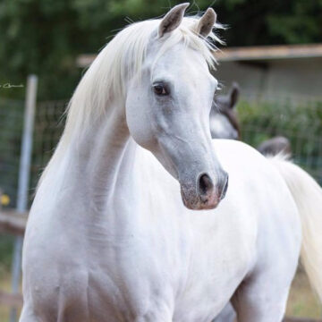 Tutto pronto per la “Trapani Arabian Horse Cup”. Lo show si svolgerà sabato 3 e domenica 4 ottobre