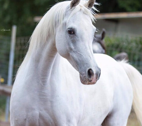 Tutto pronto per la “Trapani Arabian Horse Cup”. Lo show si svolgerà sabato 3 e domenica 4 ottobre