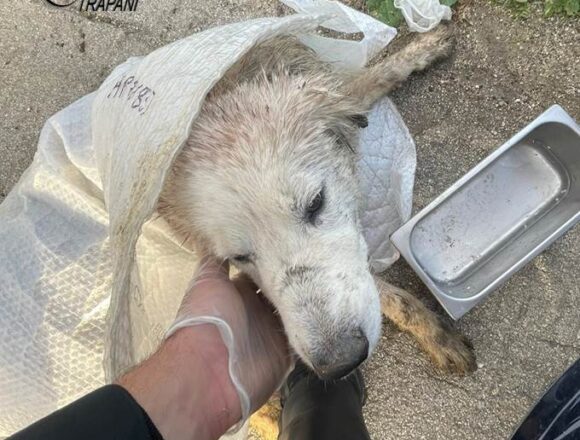 Soccorso dai Carabinieri un cane gravemente ferito