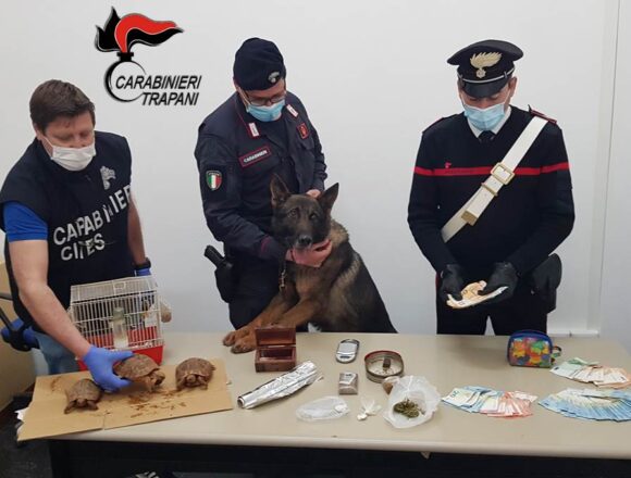 Trapani. Blitz dei Carabinieri: famiglia deteneva illegalmente non solo droga ma anche animali protetti