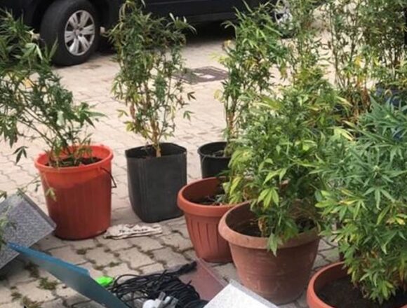 Afghan kush, la nuova varietà di canapa indiana. Scoperta a Pantelleria. Un arresto dei Carabinieri