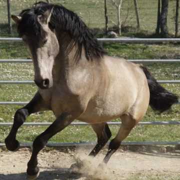 Tenuta ad Ambelia, oggi sabato 3 luglio gli appuntamenti da non perdere al Corcorso Ippico Fierambelia Top Jumpingring Trinacria