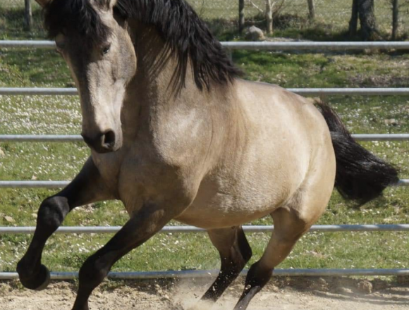 Tenuta ad Ambelia, oggi sabato 3 luglio gli appuntamenti da non perdere al Corcorso Ippico Fierambelia Top Jumpingring Trinacria