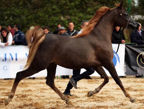 Sport equestri, sabato e domenica la “Fiera mediterranea del cavallo” per la prima volta all’ippodromo di Palermo