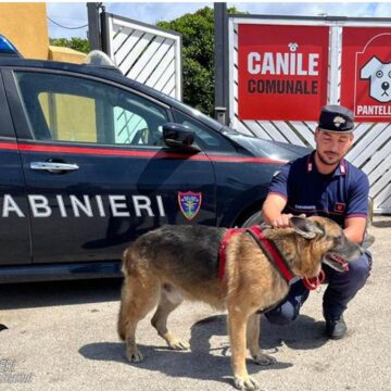 Pantelleria, salvato un esemplare di pastore tedesco