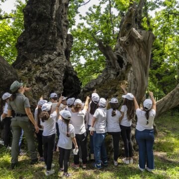 Alberi monumentali, la Regione al convegno internazionale a Palermo: nuova strategia di valorizzazione