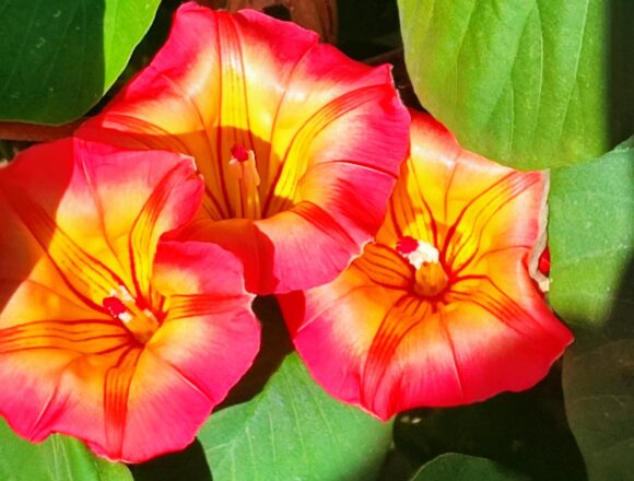 Proposta del Vomere: “La primavera nei balconi di Marsala”