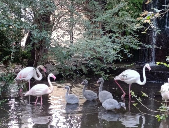 Giardini di Palazzo d’Orléans, nati cinque fenicotteri rosa 