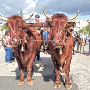 Festa dell’Agricoltura a Santa Ninfa: “Riflettori su comparto in  crisi”