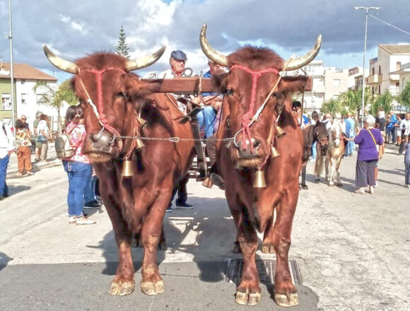 Festa dell’Agricoltura a Santa Ninfa: “Riflettori su comparto in  crisi”