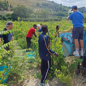 Vendemmia della legalità a Salemi, raccolti 35 quintali di uva dai volontari