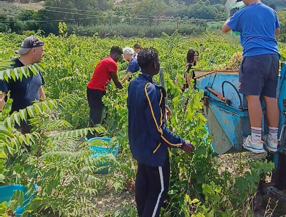 Vendemmia della legalità a Salemi, raccolti 35 quintali di uva dai volontari