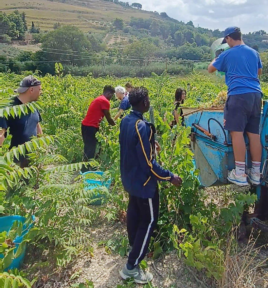 Vendemmia della legalità a Salemi, raccolti 35 quintali di uva dai volontari