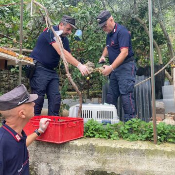 Denunciato 37enne a Monreale per allevamento illegale di tartarughe