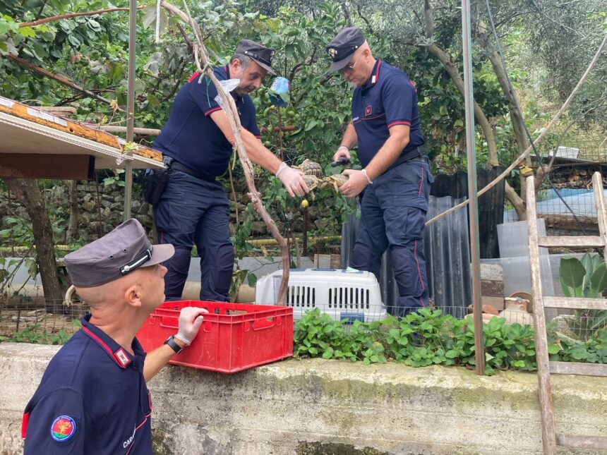 Denunciato 37enne a Monreale per allevamento illegale di tartarughe